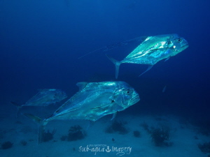 Three Large African Pompano - Silver fish are a real chal... by Jan Morton 